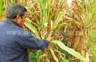 Ola de calor rezagará producción de grano en la región Zamora