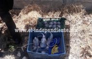 Asegura Policía Michoacán artefactos explosivos caseros en Zamora