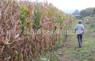 Gran parte del maíz cultivado sufrió afectaciones por gusano cogollero