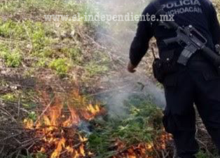 Destruye SSP plantío de marihuana en Chilchota