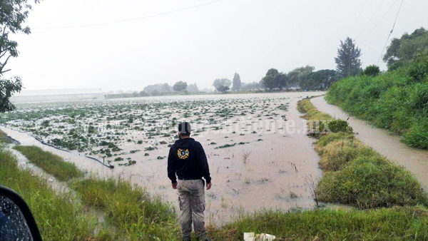 Reportan afectaciones en más de 100 hectáreas de maíz por exceso de lluvia