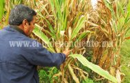 Quedó regularizada producción de maíz durante temporal de lluvias