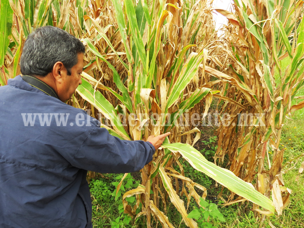 Quedó regularizada producción de maíz durante temporal de lluvias