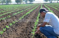 Arrancó temporal de fresa con más de 2 mil hectáreas cultivas en Zamora