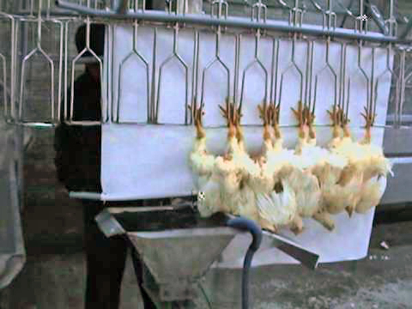 Echan a perder espacio para sacrificio de aves en Rastro Municipal
