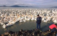 Más de 5 mil visitantes esperan en Petatán con arribo de Pelicanos Borregones