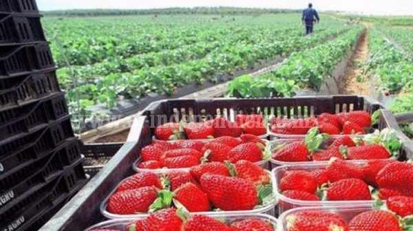 China, país idóneo para aumentar la exportación de fresa: Sedrua