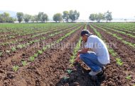 Incrementó superficie cultivable de fresa en la zona de Zamora