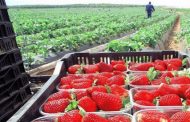 Precio de fresa salva al cultivo de tener un temporal malo para productores