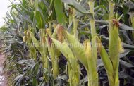 Disminuyen hectáreas cultivadas de maíz para este temporal