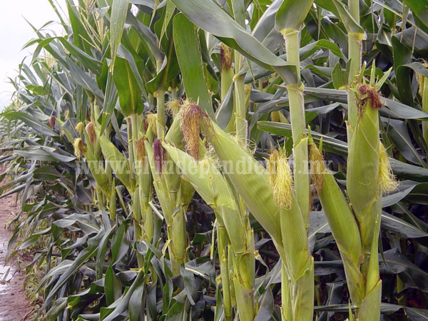 Disminuyen hectáreas cultivadas de maíz para este temporal