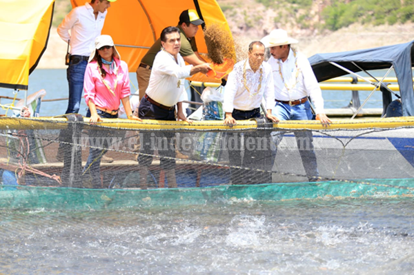 Buscará Michoacán primer lugar en producción de tilapia: Silvano Aureoles 