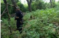 Después de balacera contra gatilleros policías aseguran 15 plantíos de marihuana en Jacona