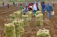 Logran sembrar mil 500 hectáreas de papa en zona de la Meseta Purépecha