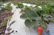 Disminución de fresa debe alentar diversidad de cultivos en campo zamorano