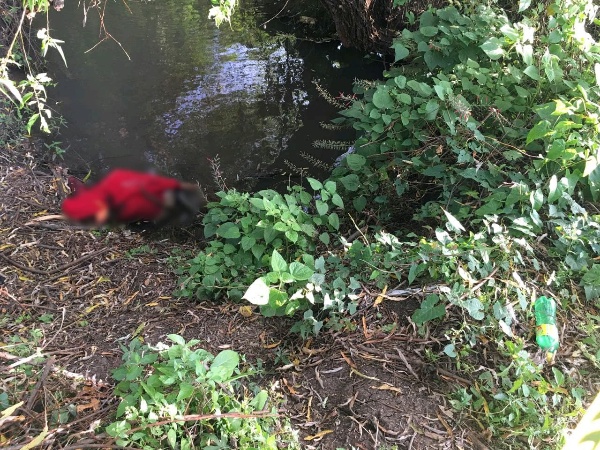 Localizan cadáver baleado de una mujer en un canal de riego de Zamora