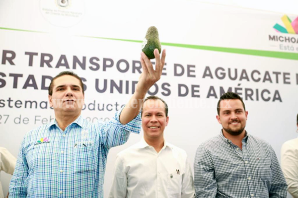 Zitácuaro, primer municipio del Oriente del estado en exportar aguacate a EU