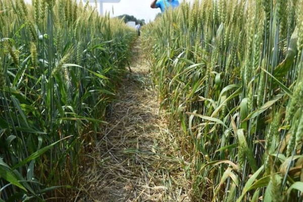 Estiman afectación en miles de hectáreas de trigo de tierras del módulo de riego 3