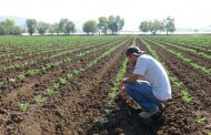 Pese a resultados negativos, Zamora mantiene primer lugar en producción de fresa