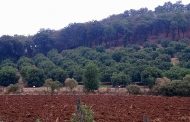Lamentan productores de fresa desaparición de zonas boscosas por cultivo de aguacate