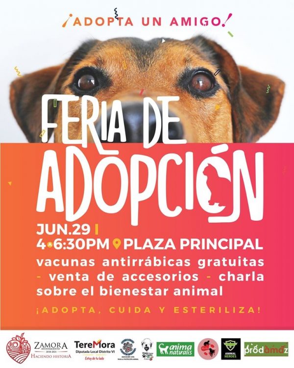 Feria de adopción animal es impulsada por el Gobierno Municipal y Diputación Local