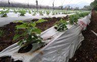 Cultivo de fresa en riesgo de veto y cuarentena por no avanzar saneamiento del Río Duero