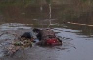 Hallan cadáver putrefacto flotando en canal de aguas negras, en Zamora
