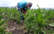 Preocupa a productores de maíz escasez de lluvia para desarrollo de grano