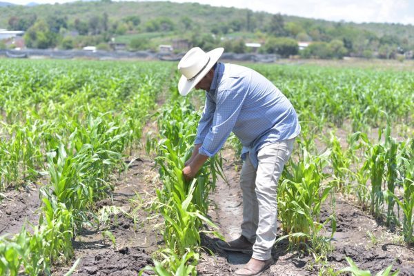 Realizarán programa piloto con aplicación de fertilizante orgánico en parcelas de maíz