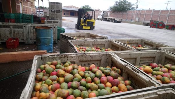 Se encarece propuesta para tratar desechos de mango; alcanza los 34 mdp