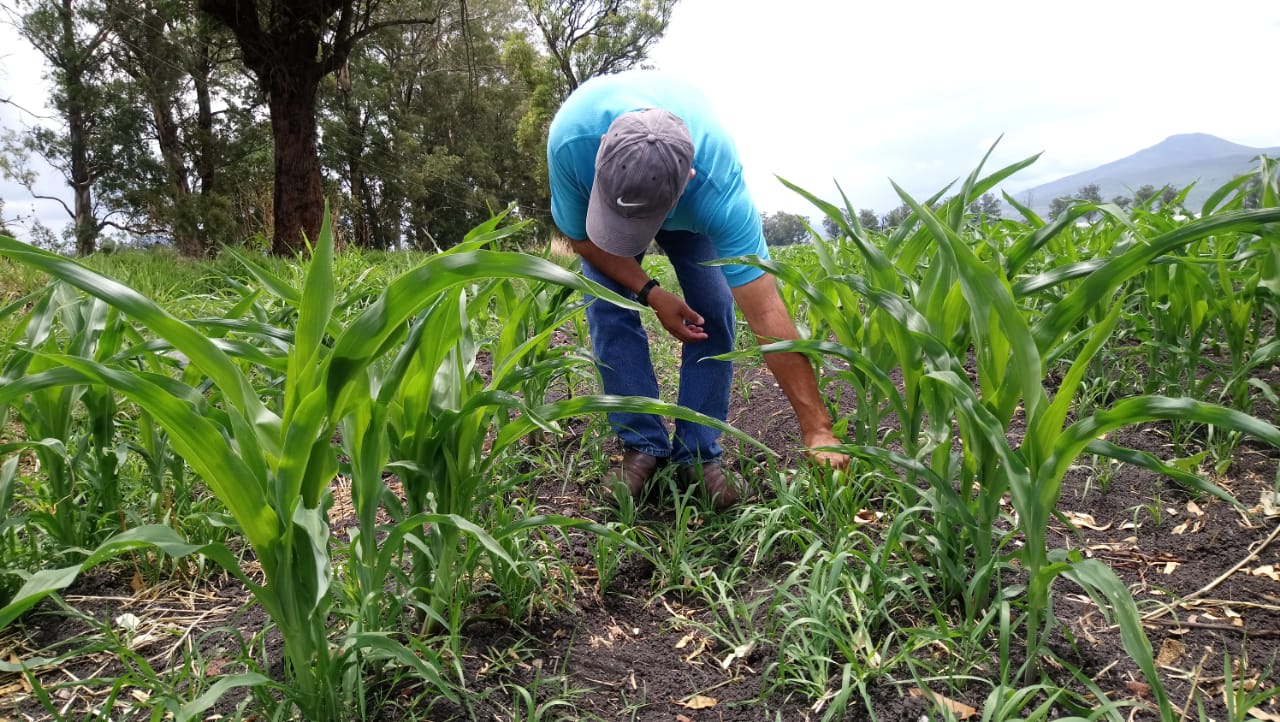 Irregularidad del periodo de lluvias puede ocasionar sequía en superficie de maíz