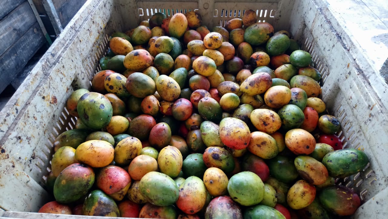 Endurecerán medidas contra  quienes tiren desperdicio de mango a cielo abierto en Jacona