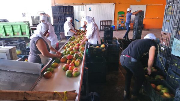 Procesadoras de mango se encuentran bajo lupa para evitar tiraderos clandestinos