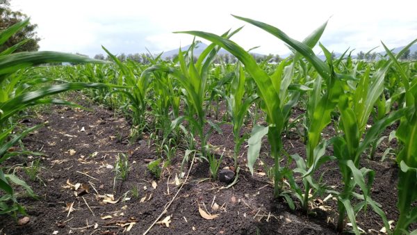 Productores ahora si están preocupados por sequía en ciclo agrícola de grano