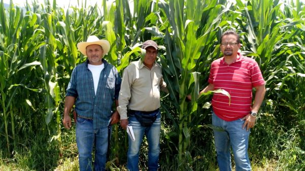 Recorrido de verificación a parcelas piloto de maíz con fertilizante orgánico