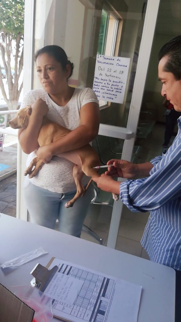 En marcha campaña de vacunación “Por la salud peluda” en Jacona