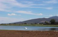 Arriban pelicanos borregones a lagunas de  Zamora.