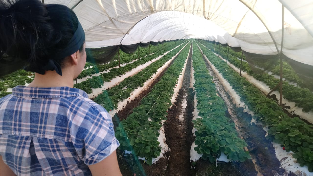 Retirarán gradualmente aplicación de agroquímicos en cultivo de fresa