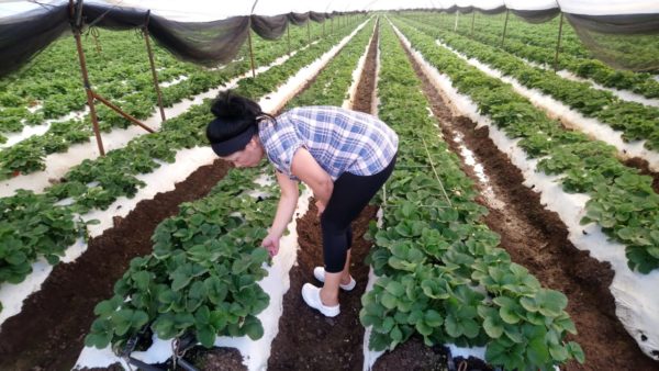 Disminuye 300 hectáreas superficie de fresa cultivada en Zamora