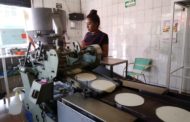 Abasto suficiente de maíz en Ciénega de Chapala generará precio estable de tortilla