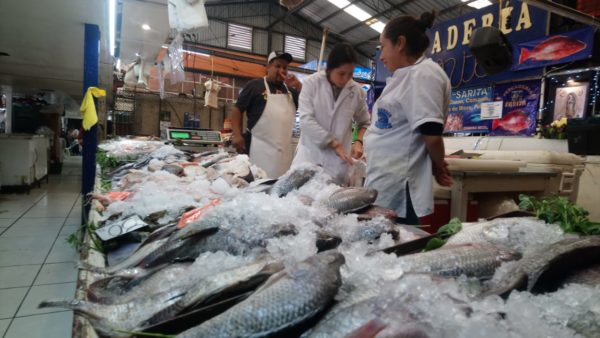 COEPRIS iniciara revisión de pescados y mariscos para descartar cólera