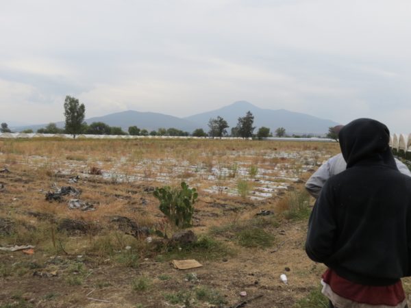 Agricultores dejan morir lentamente al campo, prefieren cambiar vocación de tierras