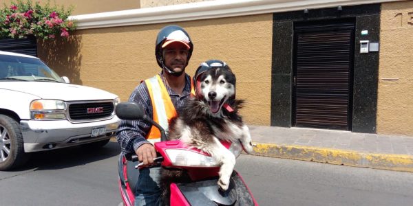 Albañil y su perro ponen ejemplo en Zamora sobre cultura vial
