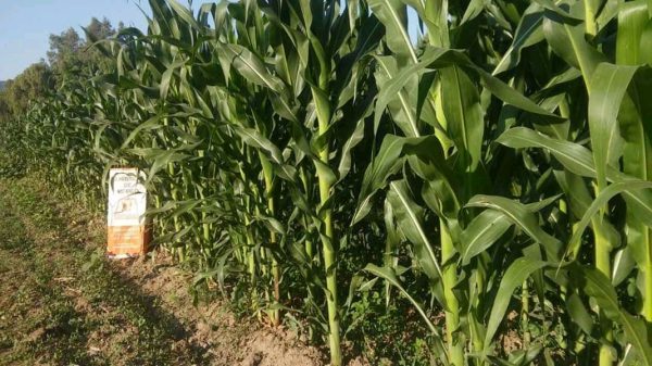 Falta de lluvia puede atrasar inicio de temporal de maíz