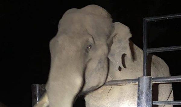 Confirma Zoológico que el elefante “Chamberu” goza de buena salud