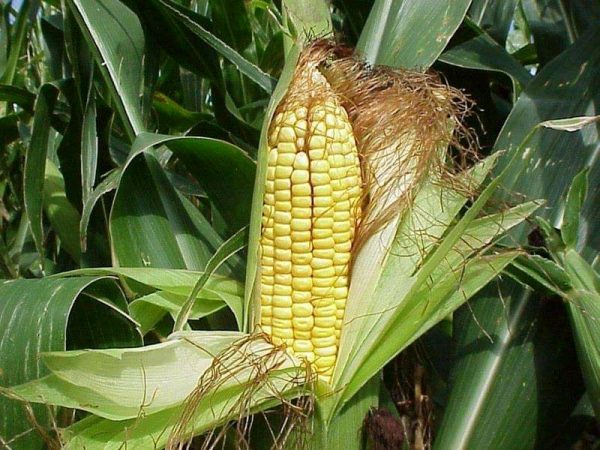 Más de 2 mil hectáreas de maíz beneficiadas con programa Agricultura Sustentable