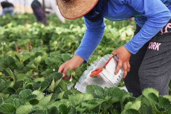 Avanza programa de jornaleros agrícolas temporales, de Michoacán a Canadá