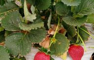 Cultivo de fresa podría disminuir a la mitad en próximo temporal