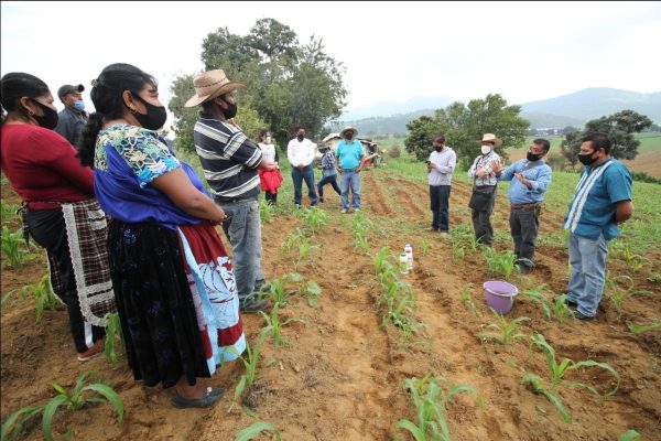 Agricultura Sustentable duplicará cosecha de maíz en Chilchota
