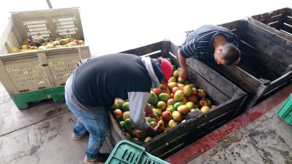Refuerzan inspección para evitar tiraderos clandestinos de mango